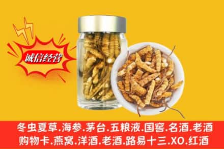 东乌珠穆沁旗回收散虫草
